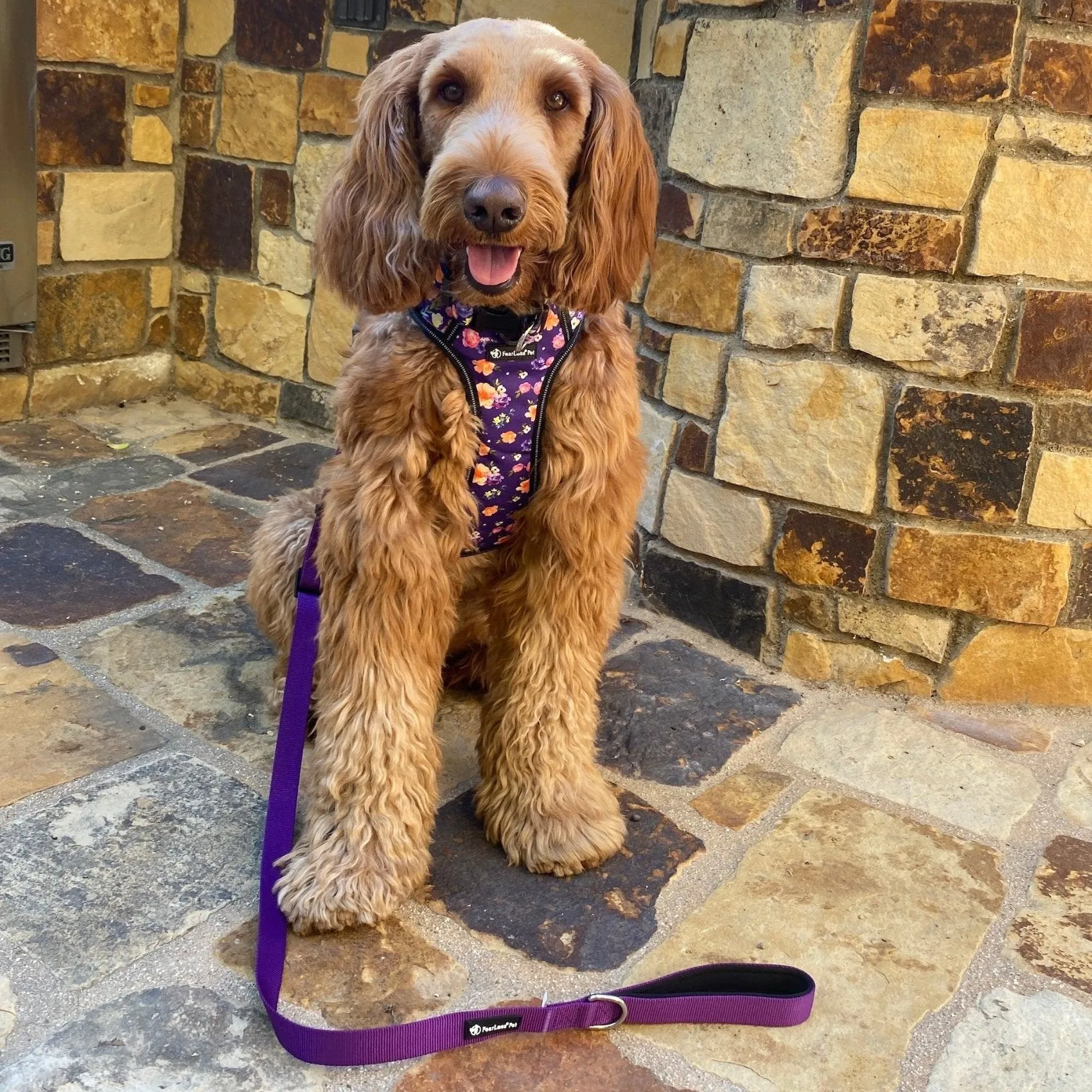 Adjustable Leash - Purple