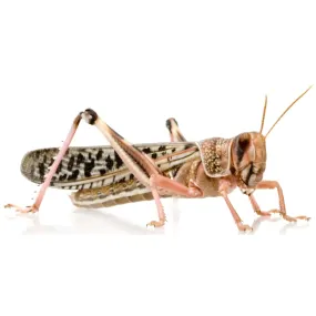 Adult Locusts 60-80mm