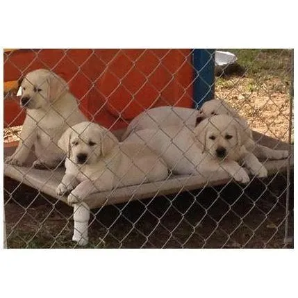 Elevated Dog Bed