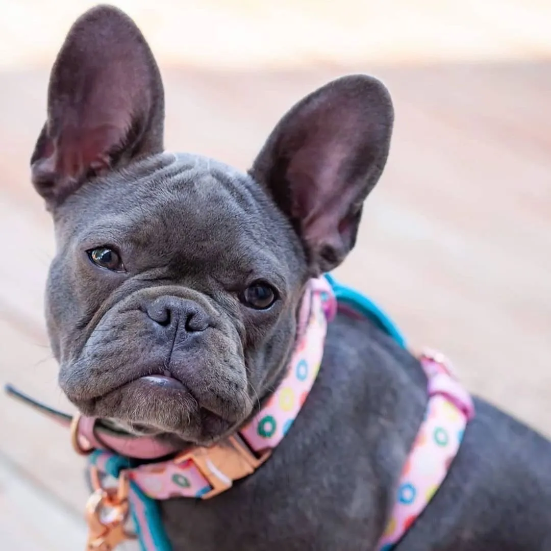 Frenchiestore Adjustable Pet Health Strap Harness | Pink StarPup