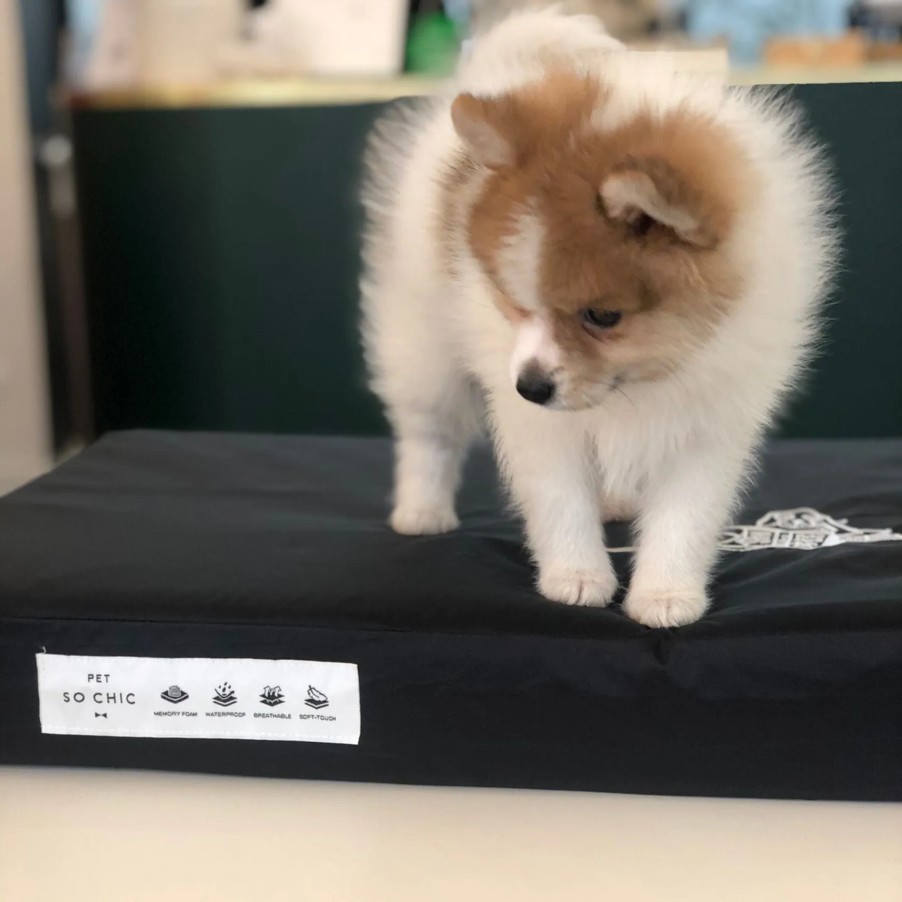 Memory foam pet bed