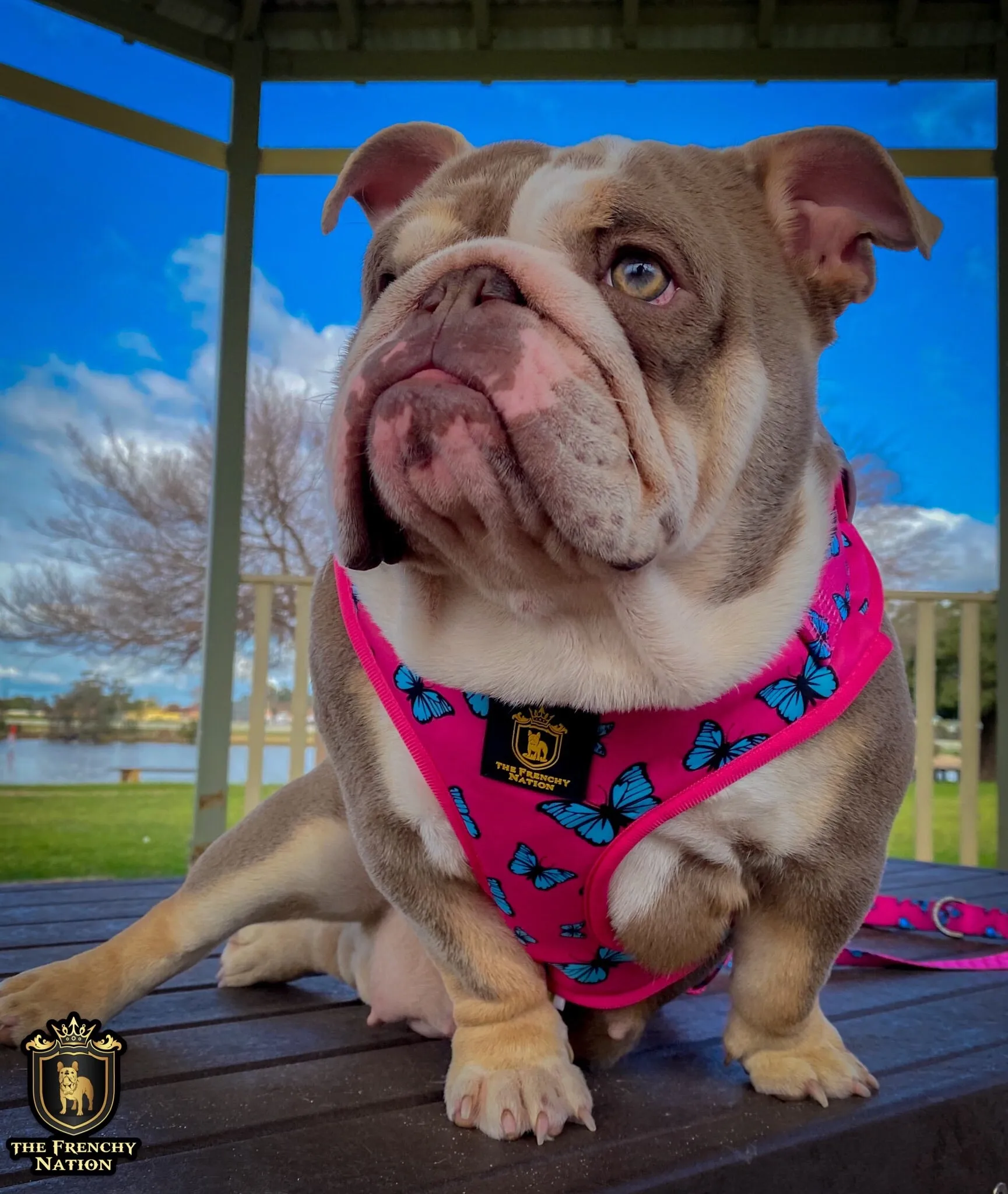 ✨NEW✨ “Fabulous Darling” Bulldog Adjustable Harness ✨Bulldog Collection ✨