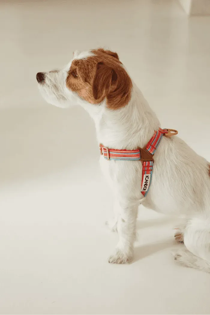 No-Pull Dog Harness