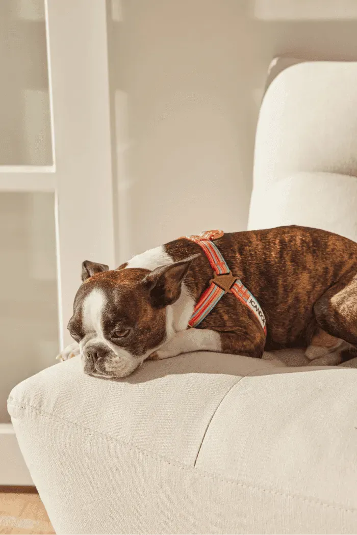 No-Pull Dog Harness