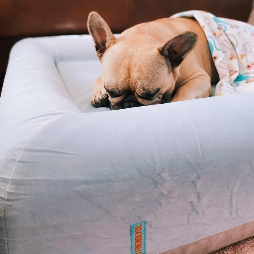 Orthopedic Memory Foam Dog Bed - Sky Blue (Small)