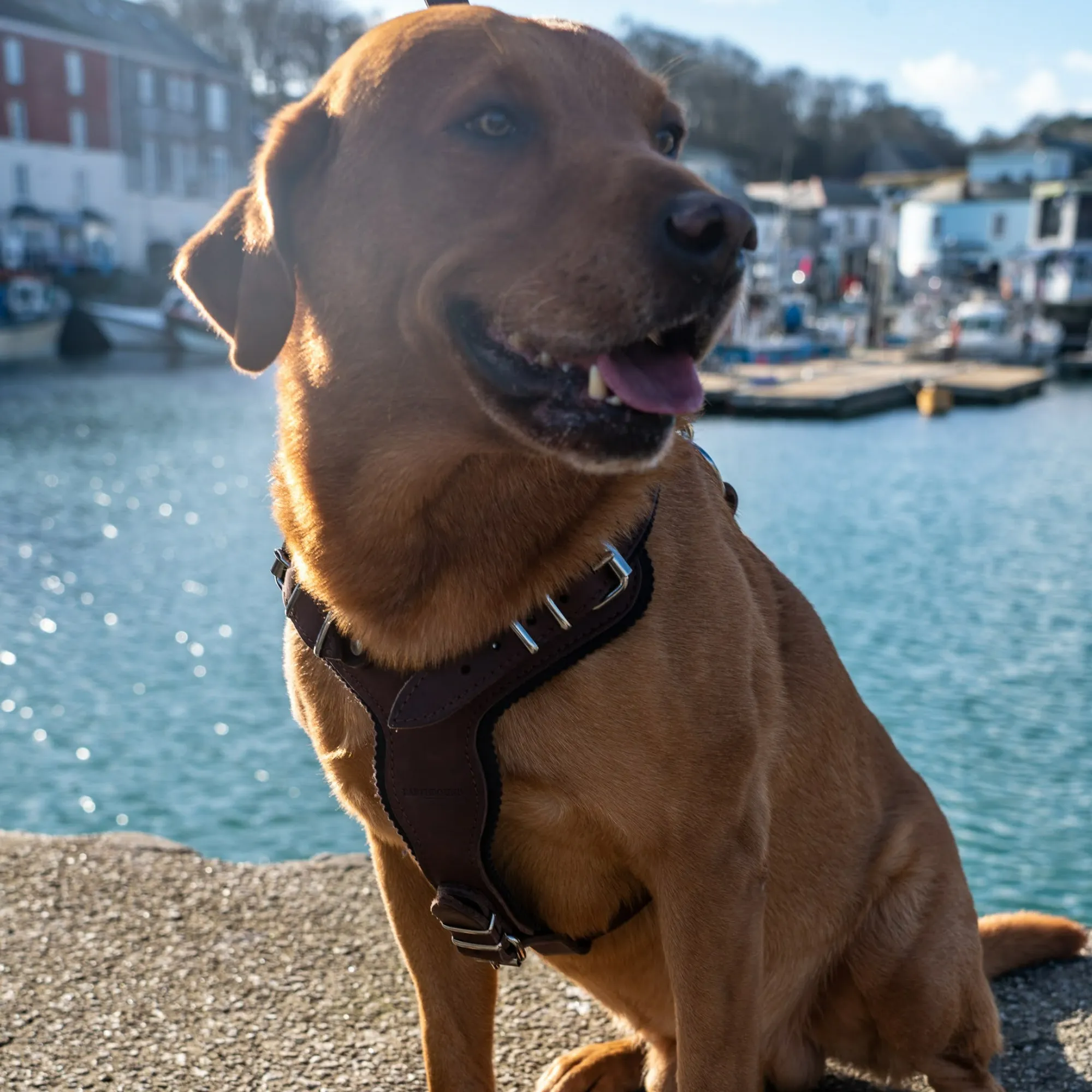 Ox Leather Harness