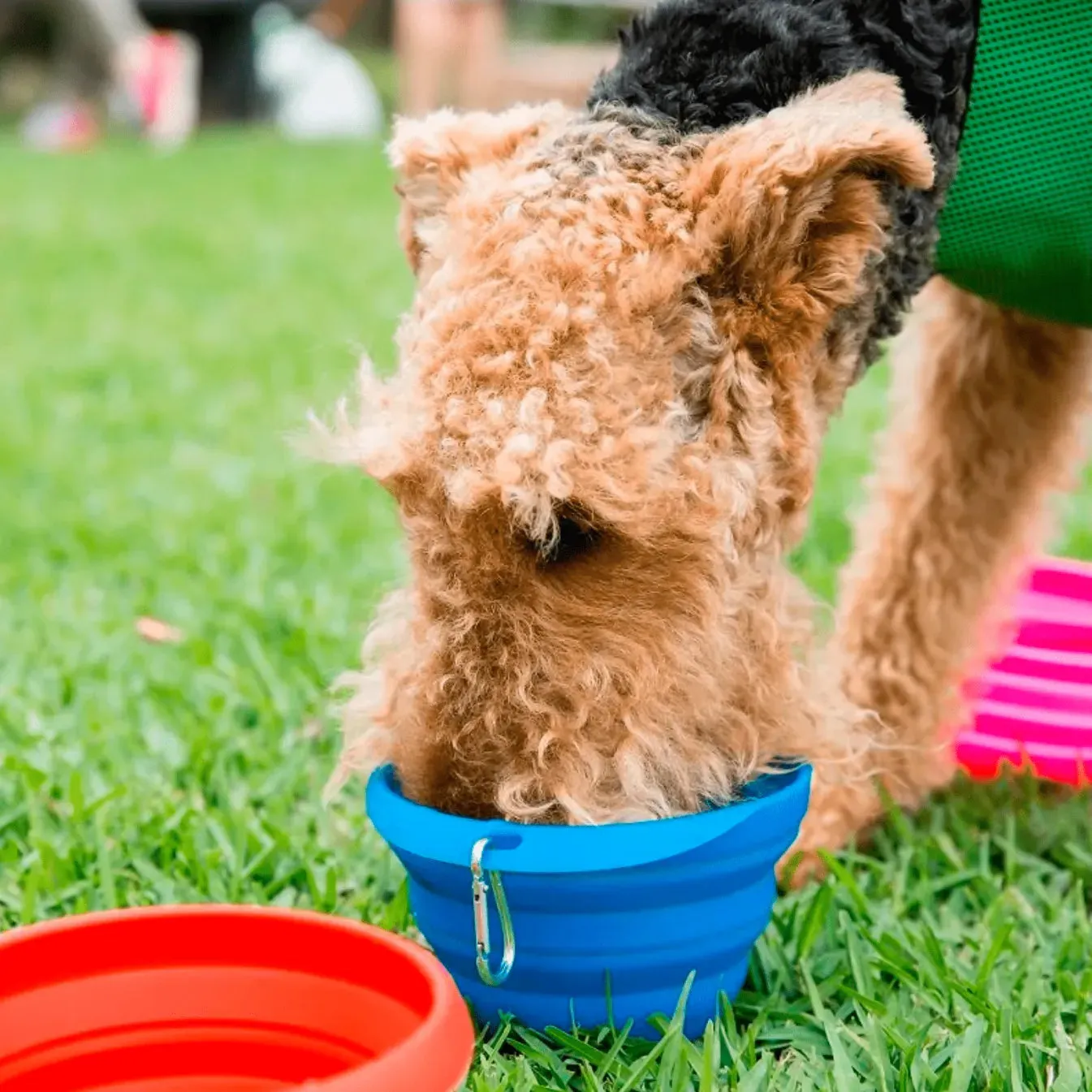 PET BOWL LARGE - Collapsible