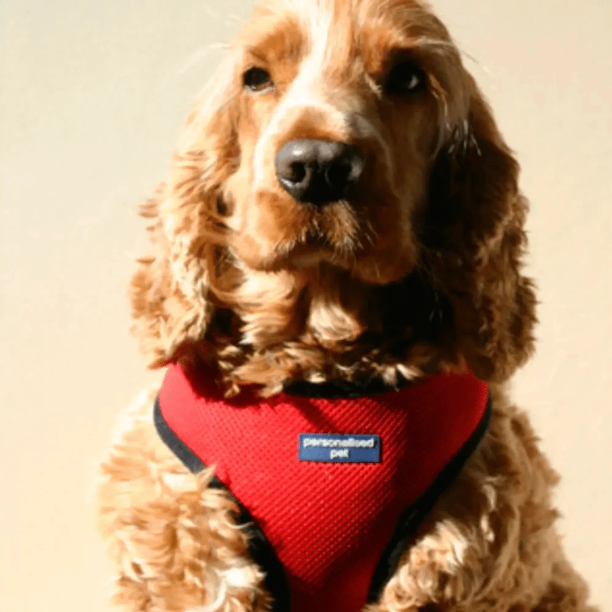 PET HARNESS Red - Embroidered