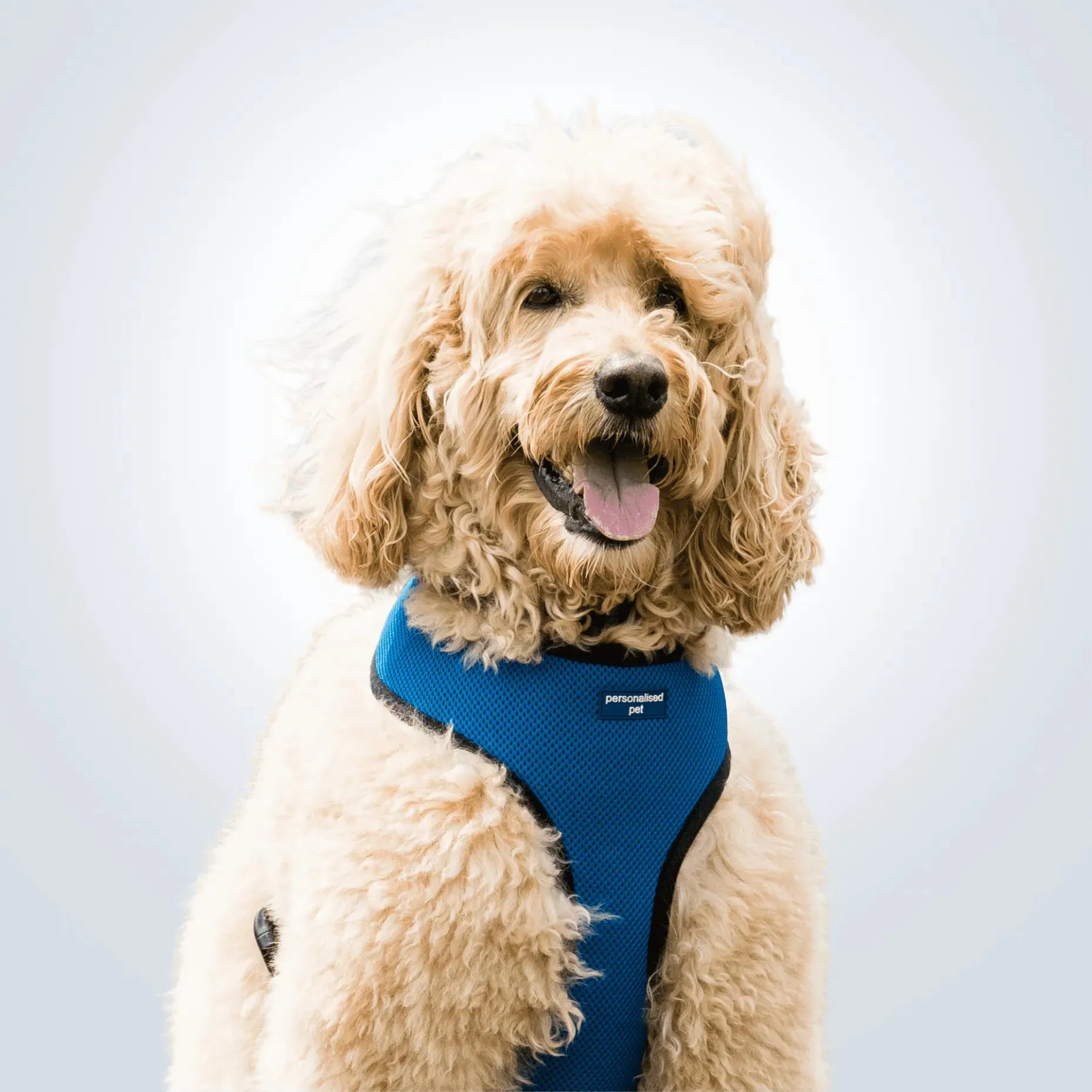 PET HARNESS Royal Blue - Embroidered