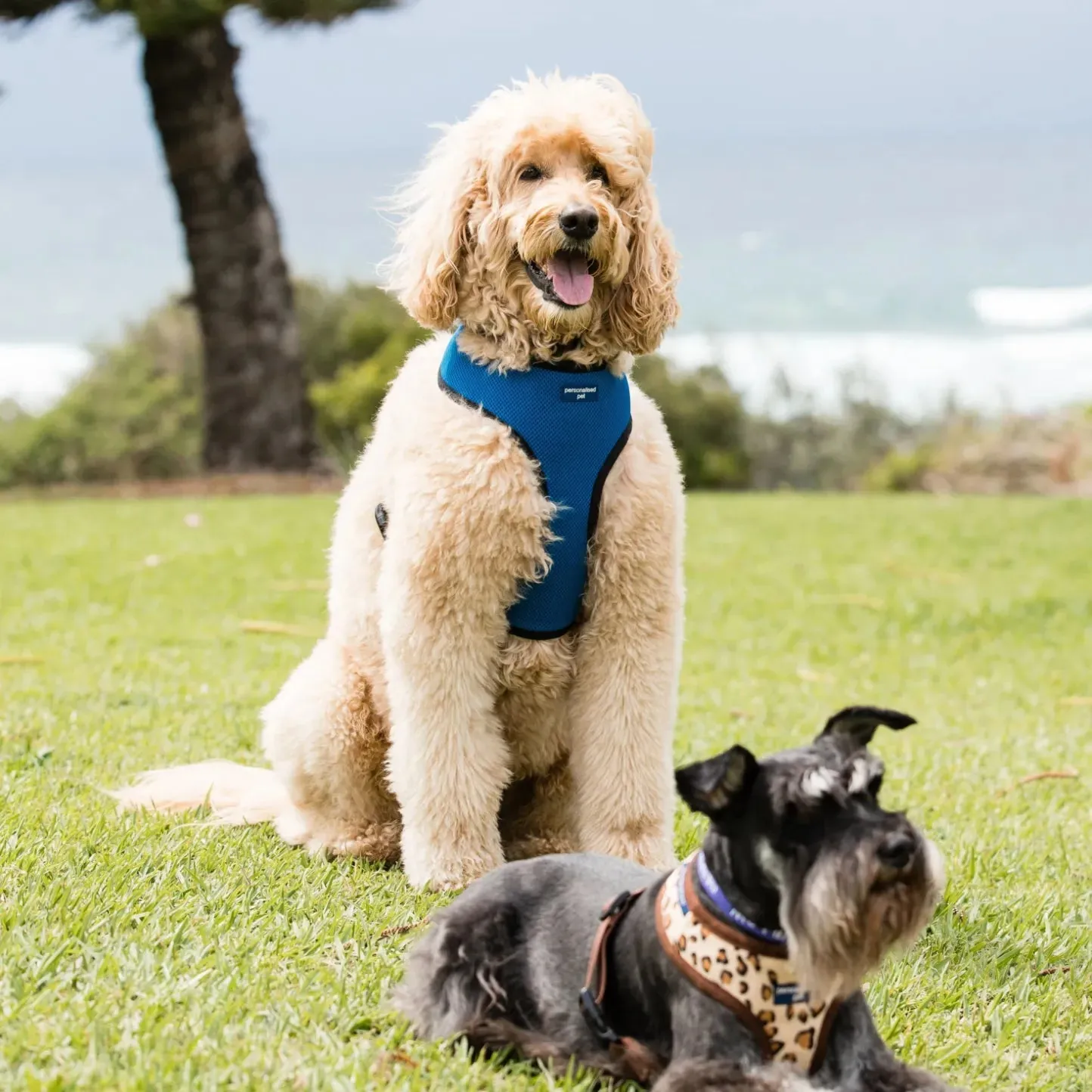 PET HARNESS Royal Blue - Embroidered