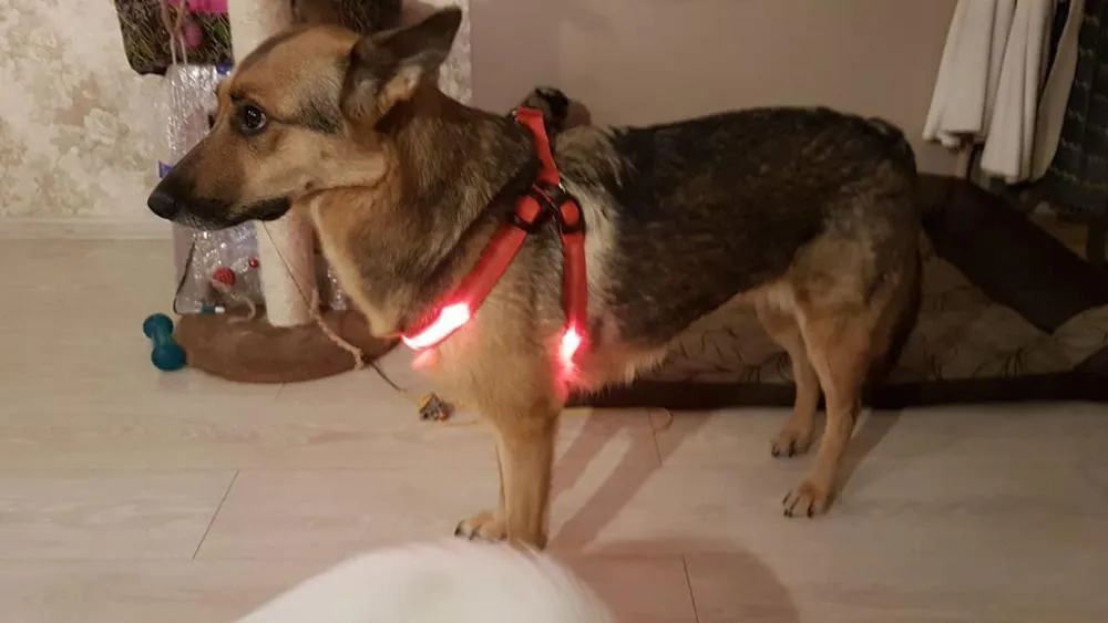 PETLAVISH™ Small Dog LED Glow USB Dog Harness: Adjustable, Safe Control Vest S-XL