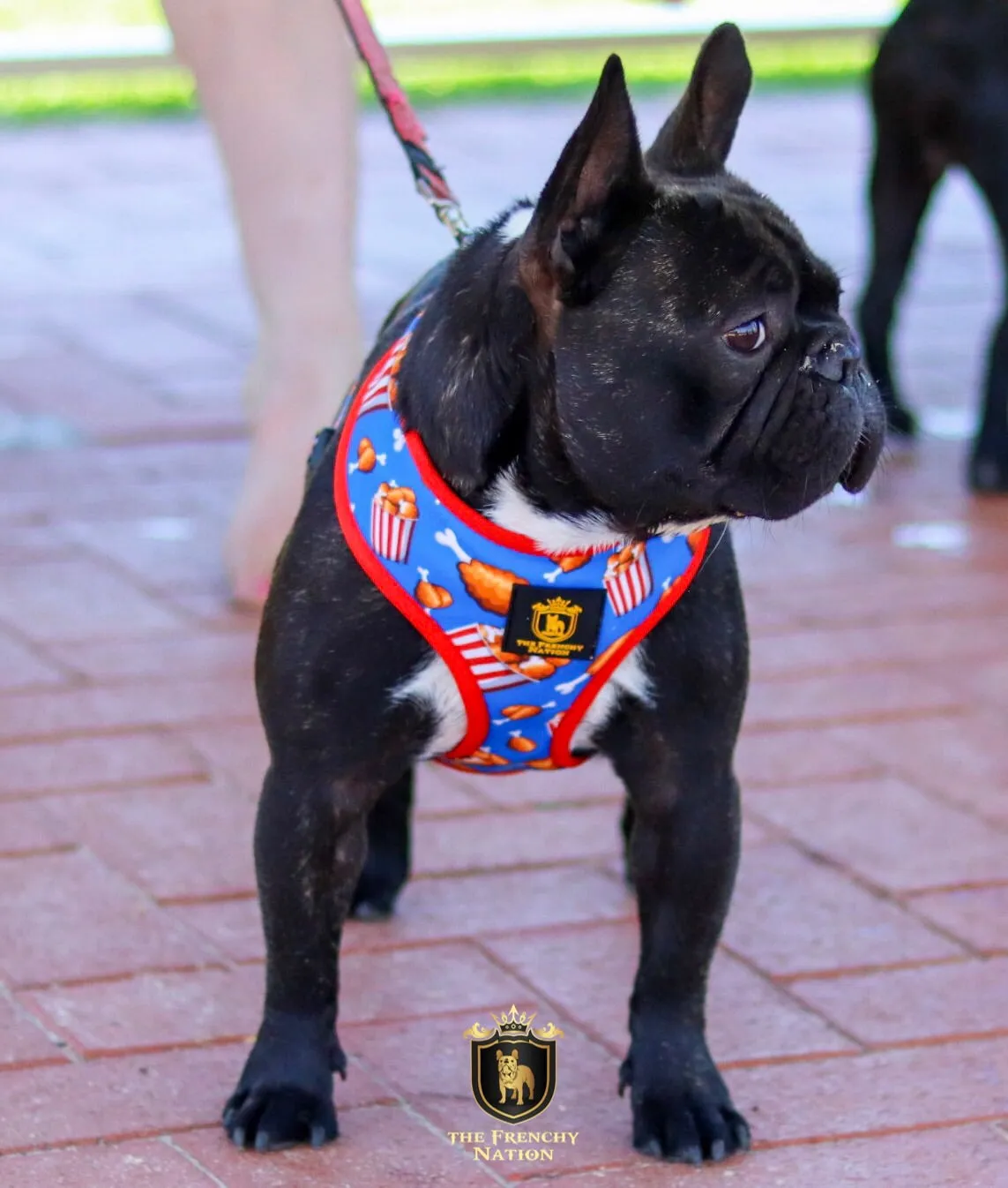 "Finger Licking Good" Reversible Harness