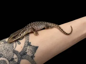 Savannah Monitor Juvenile